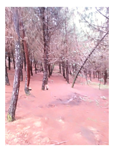 Imagen 2 de 19 de Finca Vocacion Aguacate Hass Y Otros En Jardin