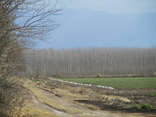 Imagen 2 de 4 de Campo En Venta Valle De Uco San Carlos Mendoza