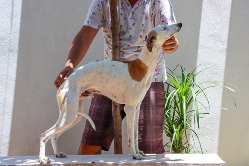 Whippet Macho Cachorros