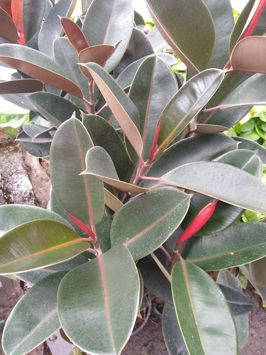 Gomero - Ficus Elástica - Planta Interior - Maceta 5 Litros