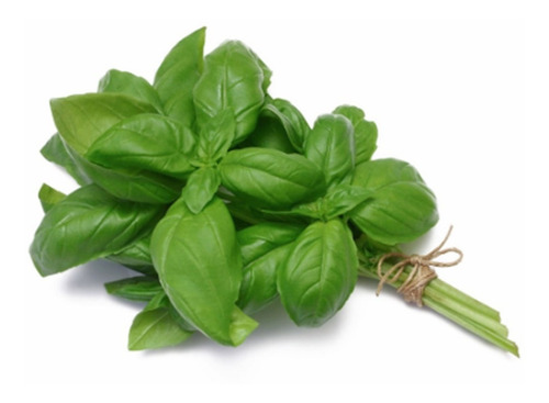 Aceite Esencial De Albahaca 5ml 100% Natural