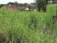 Imagem 1 de 2 de Terreno No Bairro Jequitibá Lado Serra Em Mongaguá - 6583
