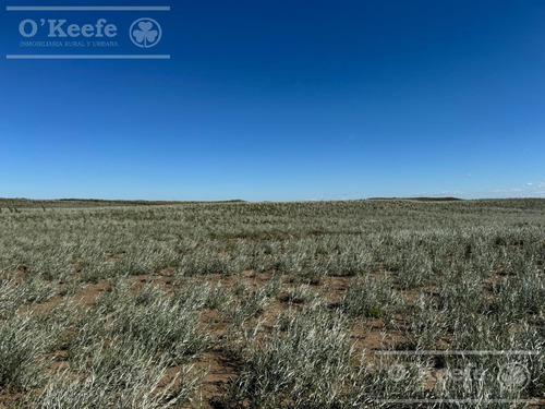 Campo En Venta De 28.000 Has En Gral Alvear, Mendoza. Armado De Cría/recría