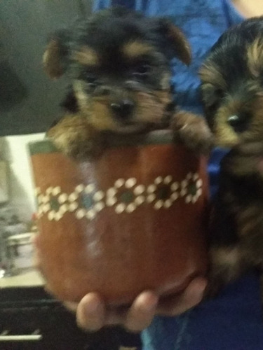 Yorkshire Terrier Mini Cachorro Legitimo Macho