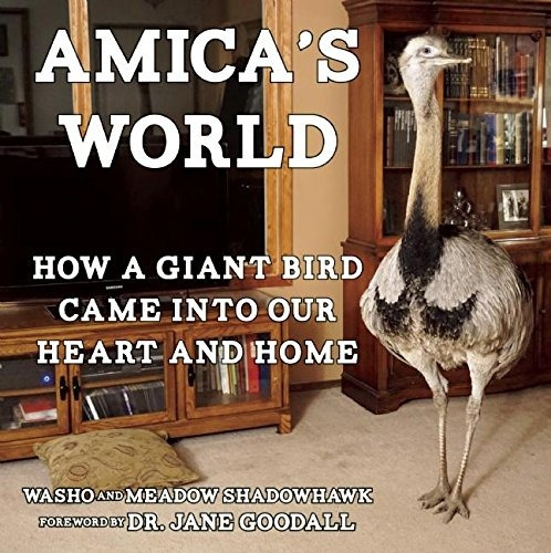 Amicas World How A Giant Bird Came Into Our Heart And Home