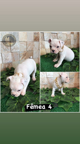 Imagem 3 de 5 de Filhote Americam Bully Pocket