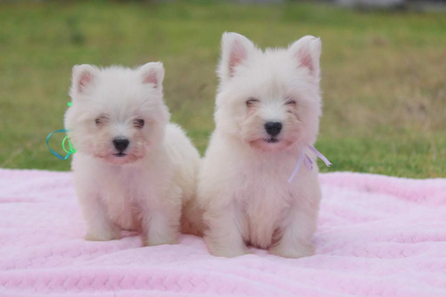 West Highland White Terrier Westy