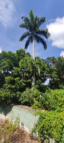 Imagen 8 de 12 de Finca En Venta Mina De Arena El Cambur. Estado Carabobo