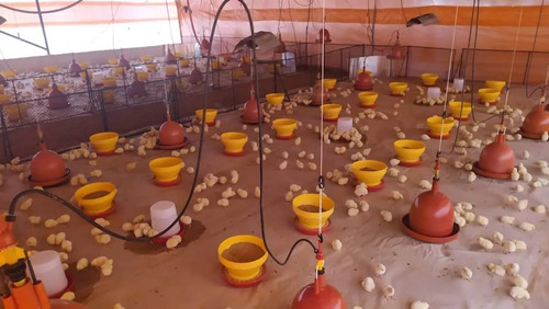 Venta Granja Integral Productiva Avicola Ganadera Y Minera Tinaquillo Edo. Cojedes Negociable Con Financiamiento Jm
