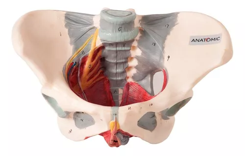 Modelo de pélvis feminina com músculos e órgãos anatômicos pélvis feminina  1:1