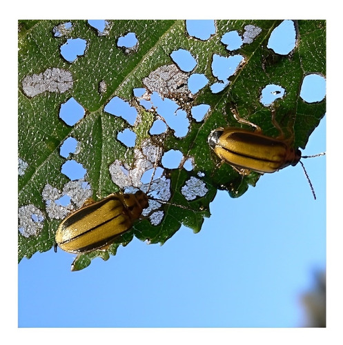 Imagen 4 de 6 de Insecticida Glacoxan® Ciper 30cc Gusanos PuLGón Bichos Cesto