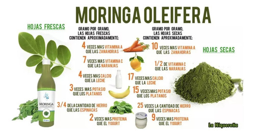 Concentrado De Moringa Shelo Nabel