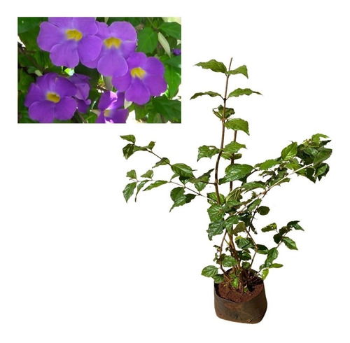 Muda De Tumbérgia Arbustiva Roxa