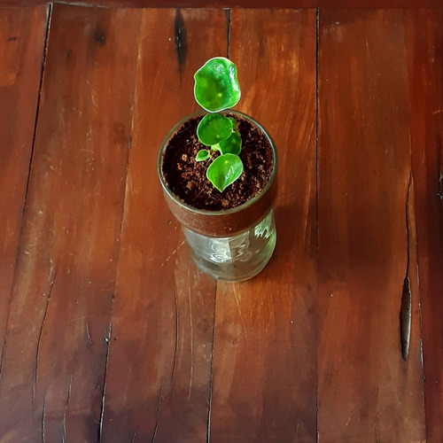Imagen 6 de 10 de Cuchara Little Plant 15, Maceta Autorregante