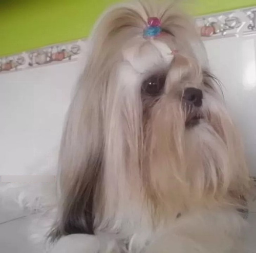 Shitzu Cachorritas Puras Shih Tzu Shihtzu Excelente Genètica