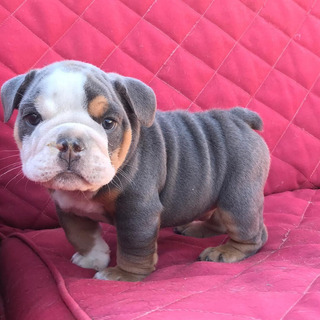 Bulldog Ingles Cachorros Negros Mercadolibre Com Mx Bulldog Ingles Cachorros Negros Mercadolibre Com Mx