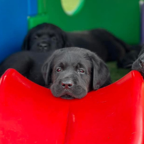 Labrador Negro Porte Superior Pureza Criadero Chascomús