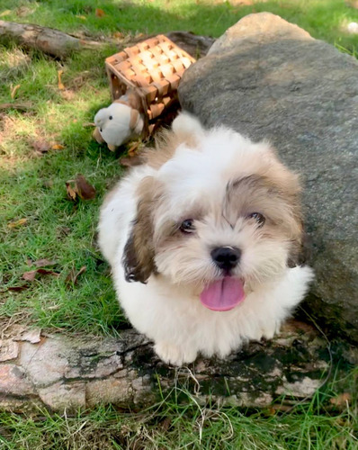 Hermosos Cachorros Shitzu 100% Puros Shih Tzu