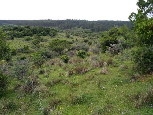 Campo En Venta