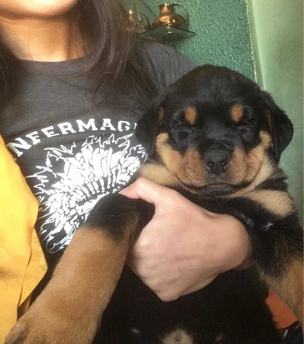 Imagem 2 de 5 de Vende-se Filhotes De Rottweiler