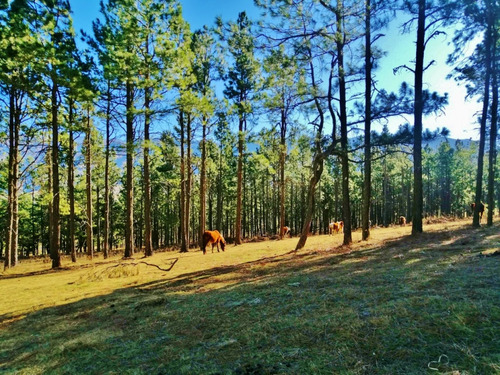 Venta Lotes En El Pinar Tafi Del Valle