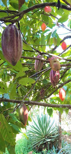 Imagem 20 de 30 de Fazenda Em Itabuna, Frente Para Br 101-160 Ha- R$ 10.000.000,00 - V65800
