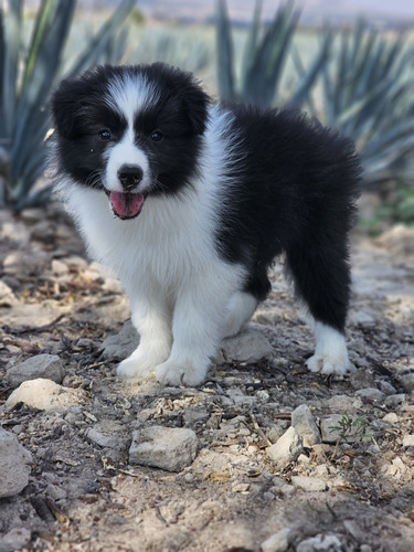 Border Collie Blanco Y Negro 