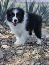 Comprar Border Collie Blanco Y Negro 