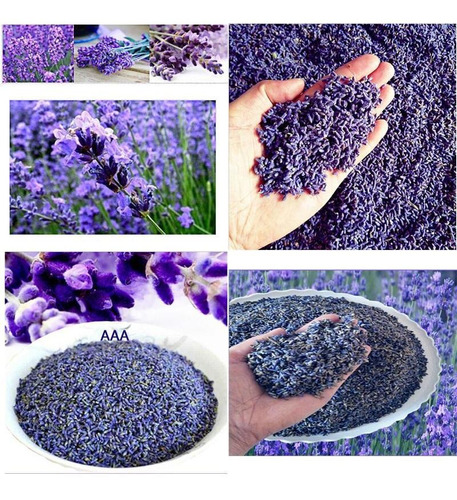 60 Semillas De Flor Lavanda 