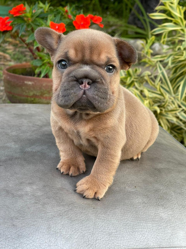 Hermosos Bulldog Francés Big Rope