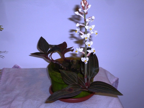 Muda De Orquídea Ludisia Discolor 10 Cm | MercadoLivre