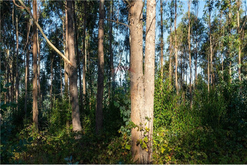 Predio Forestal En Venta 52 Ha. - Mantahue Gorbea