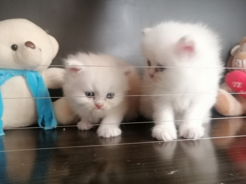 Imagen 5 de 8 de Gato Persa