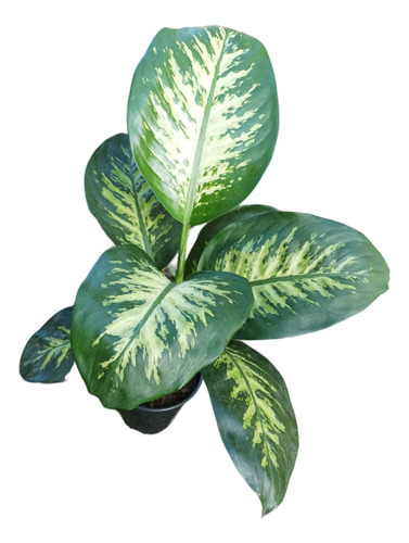 Planta Dieffenbachia Envío Gratis 