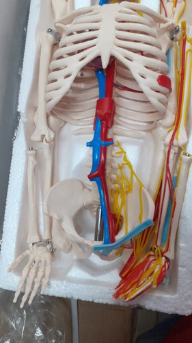 Imagen 5 de 6 de Esqueleto Anatomía Humana Modelo Clásico De Venas Y Nervios