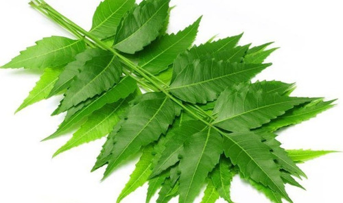 20 Ramas De Hoja Fresca De Arbol De Neem Nem Té Infusión 