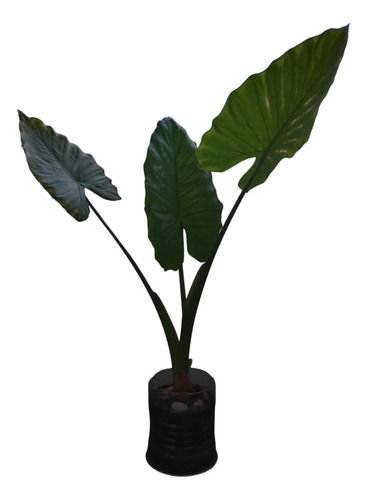 Planta Alocasia