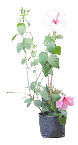 Hibiscus Rosa-sinensis Planta