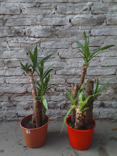 Plantas Yuca O Pie De Elefante 100cm Ahorrar O Donar