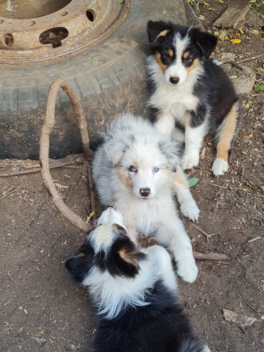 Cachorros Pastor Australiano