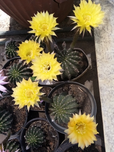 Set De 5 Cactus De Ornamenta Enraizados 