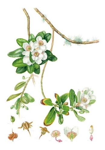 Imagen 3 de 7 de Plantas Y Arboles De Los Bosques De Chile / Gardner