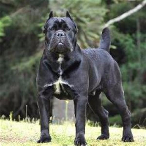 Cane Corso