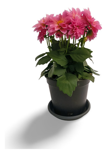 Planta Dahlia Le Castel