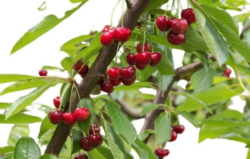 Planta Arbol Frutal De Cereza Vivero Sol