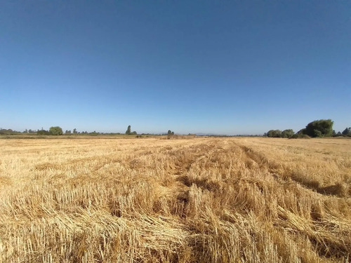 Terreno Agrícola En Venta, Campo De 60 Ha, Teno