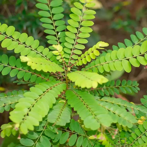 Kit 6 Chá De Quebra Pedra - Phyllanthus Niruri L. - 100g