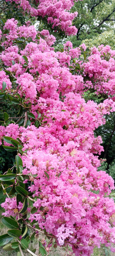 Crespón. , Lagerstroemia , Árbol Floral