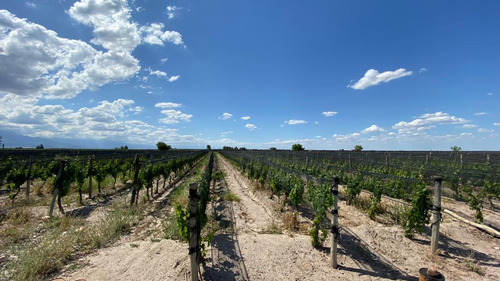 Viñedo | 8 Has Malbec | El Cepillo, San Carlos | Mendoza
