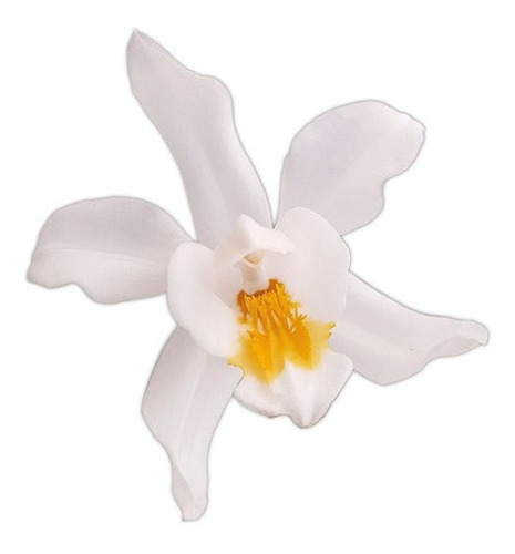 Orquídea Coelogyne Cristata ! Planta Adulta !